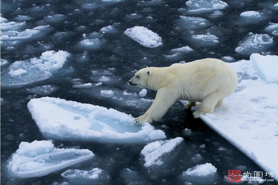 rps银牌  polar bear keeps hold of ice  摄影:skaug jorgen(挪威)