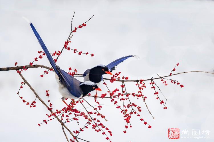 《喜鹊登枝-magpie》摄影:王庆余 旅游彩色数码组 cpc优越奖.jpg