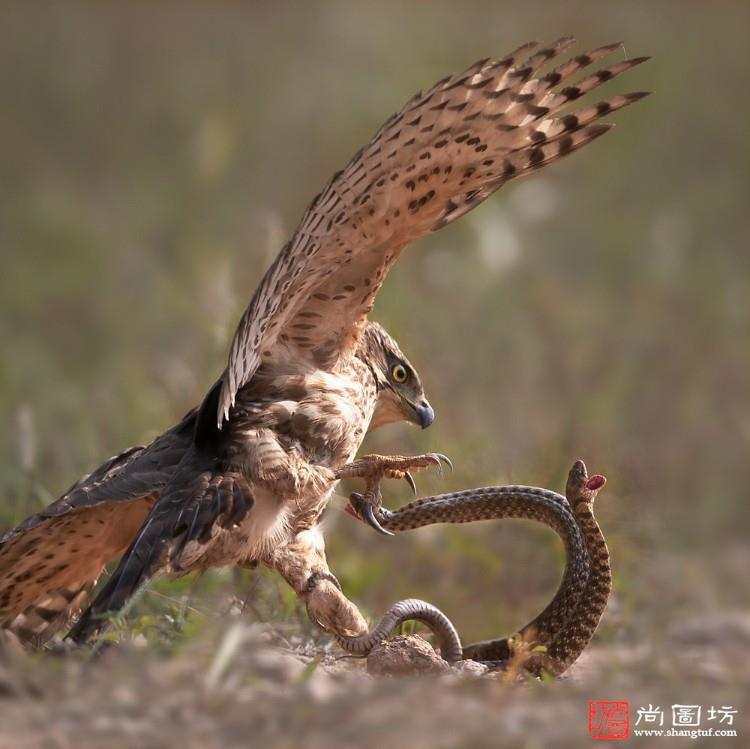 《鹰蛇斗-fight between eagle and snake》摄影:罗建军 自然组 勋带