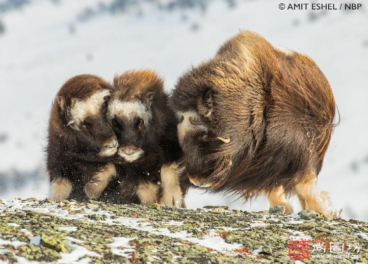 《muskox》摄影:amit eshel(以色列) 全场大奖.jpg