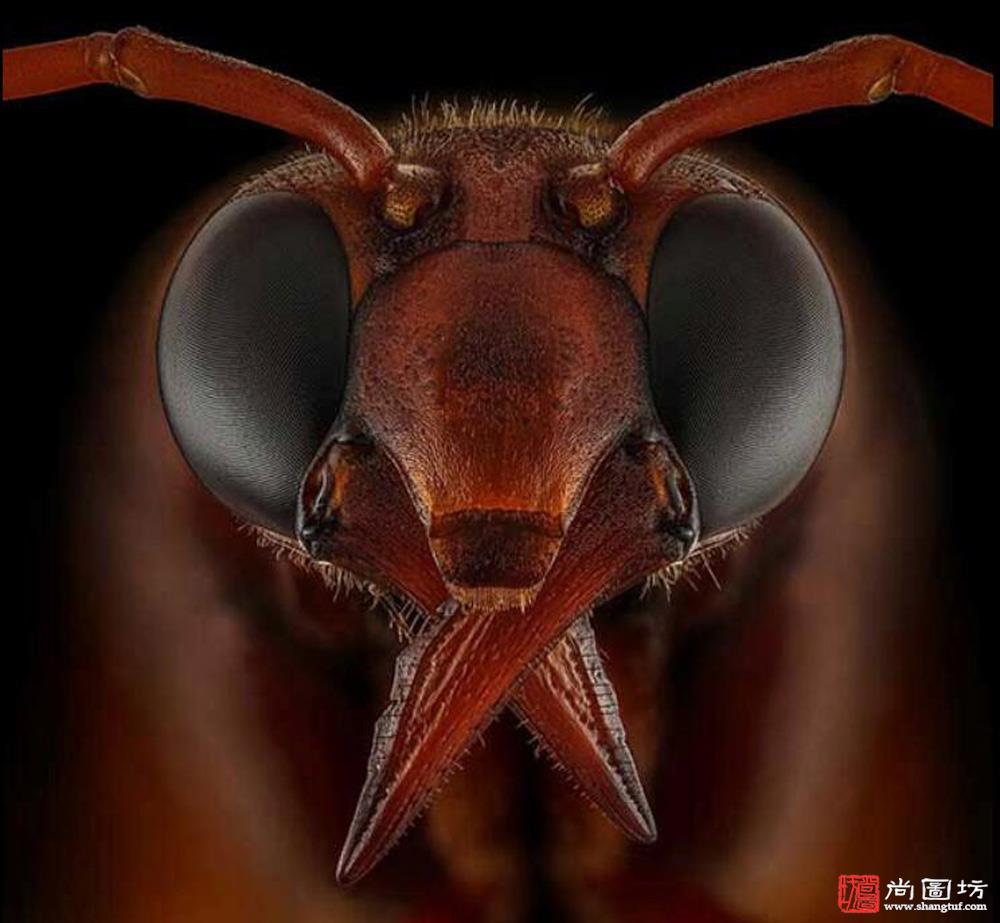 《potter wasp》摄影:riyad hamzi(沙特阿拉伯)微距摄影 亚军.jpg