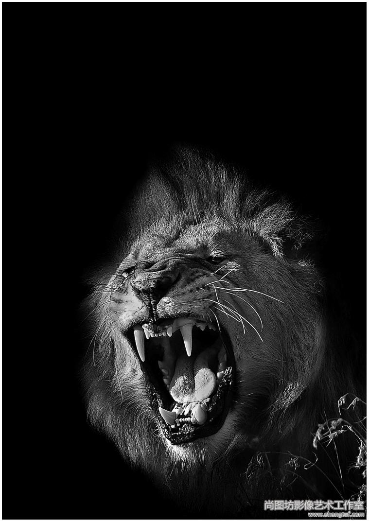 《雄狮的咆哮》 摄影:肖戈  入选黑白数码影像组